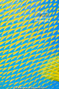 "Electric Yellow" - Detail of a queen angelfish's scales ... by Susannah H. Snowden-Smith 